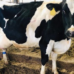 Pregnant Holstein Heifers Cows