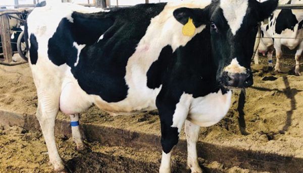 Pregnant Holstein Heifers Cows