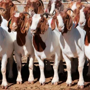 Boer Goats