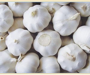 White Garlic