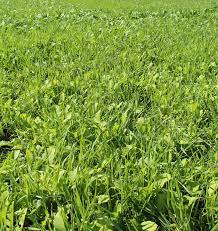 Mixed Hay