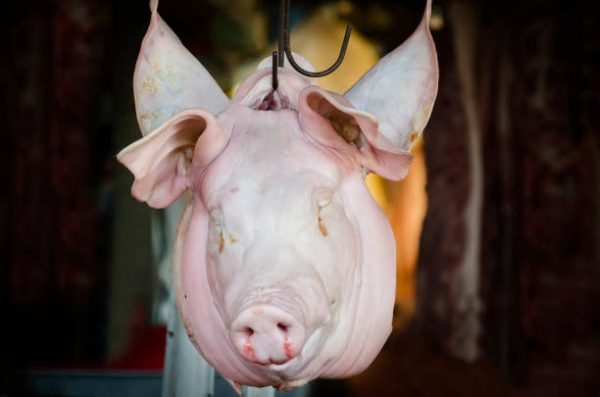 Frozen Pork Head